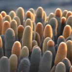  Lava Cactus, Galapagos 2012